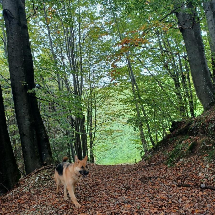 Apartmaji Pr Smolet Škofja Loka Esterno foto